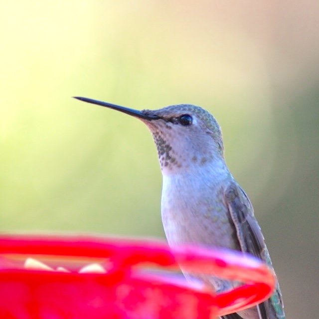 hummingbird.jpeg